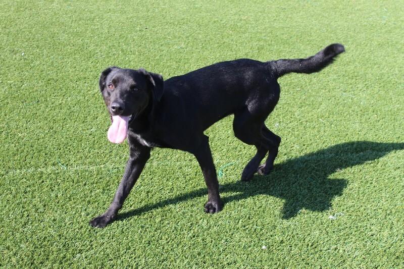 Enlarge Katara, a Adoptable mixed breed in Jackson, TN image 1/3