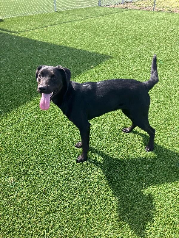 Enlarge Katara, a Adoptable mixed breed in Jackson, TN image 2/3