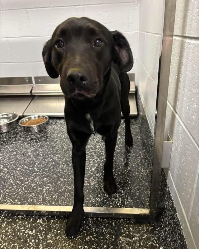 Enlarge Katara, a Adoptable mixed breed in Jackson, TN image 3/3