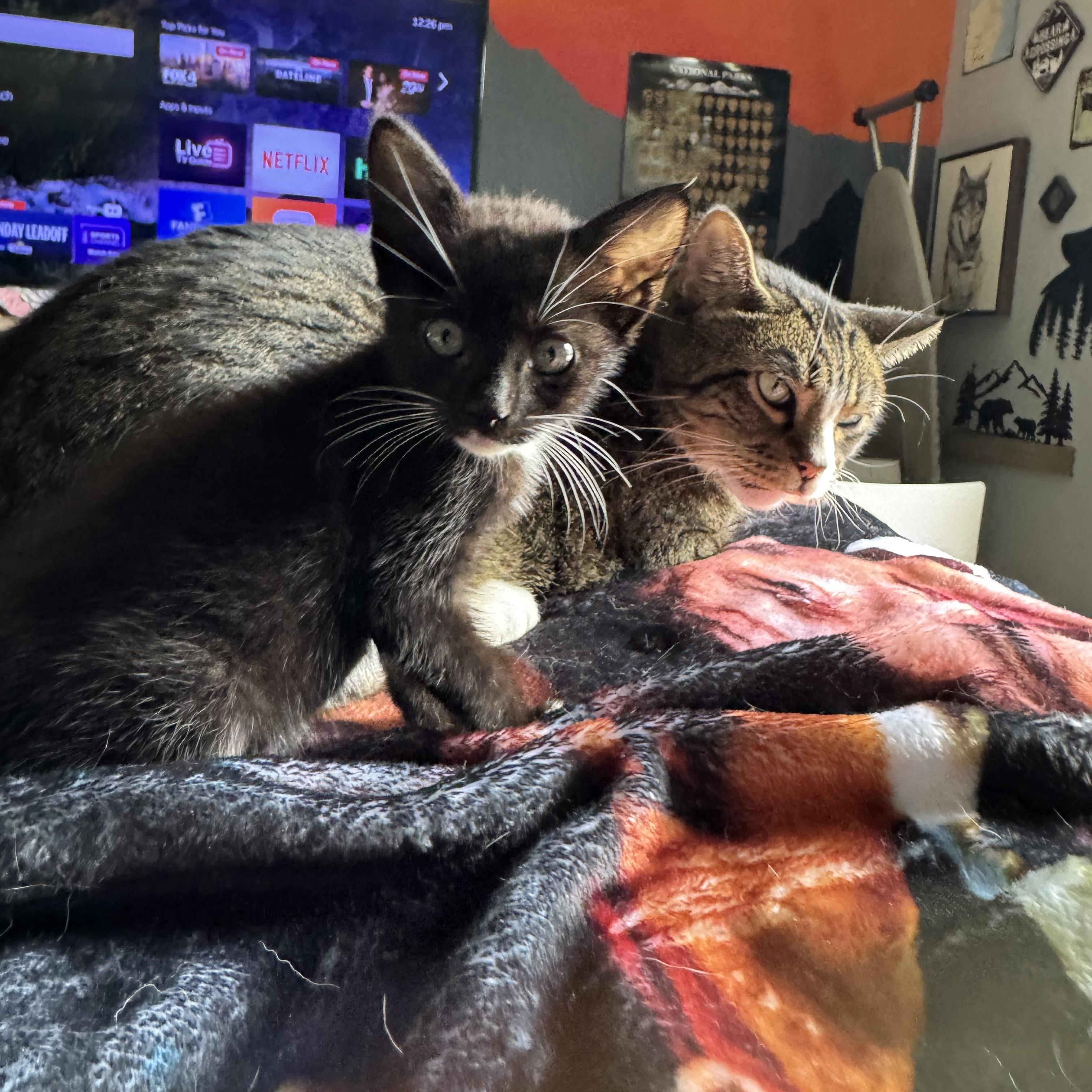 Celeste, Adoptable, Young Female Domestic Short Hair.