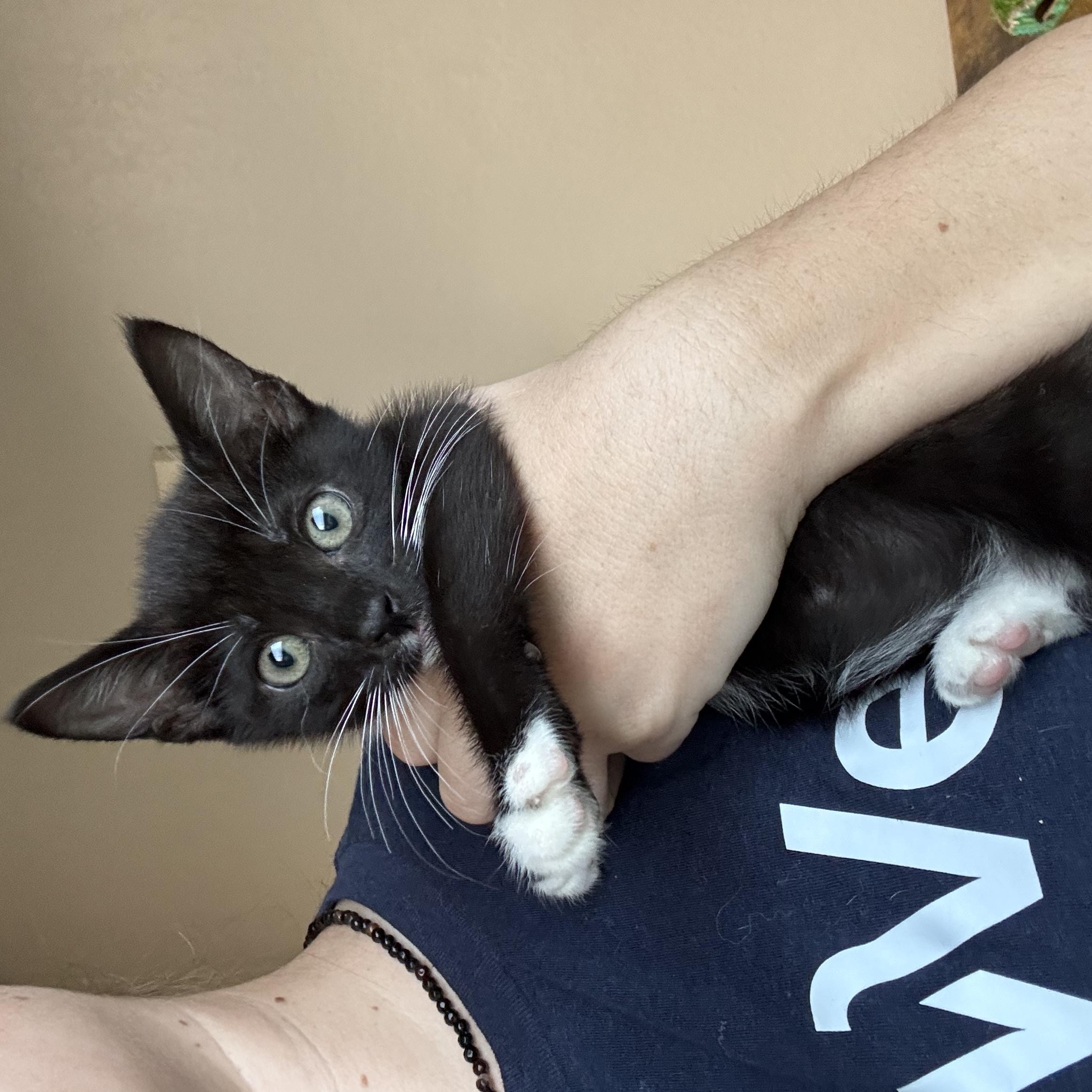 Celeste, a Adoptable Domestic Short Hair in North Richland Hills, TX image 3/4