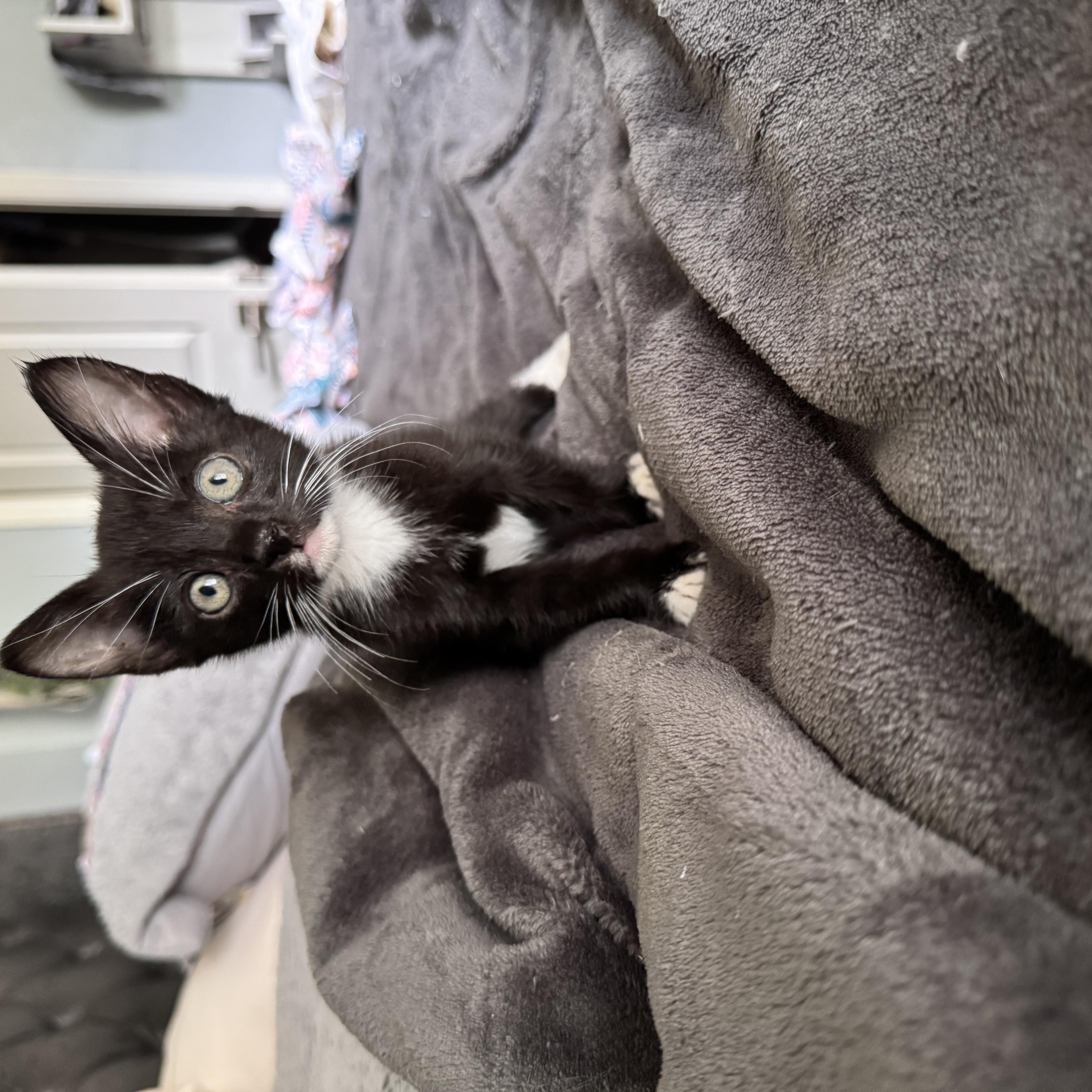 Celeste, a Adoptable Domestic Short Hair in North Richland Hills, TX image 4/4