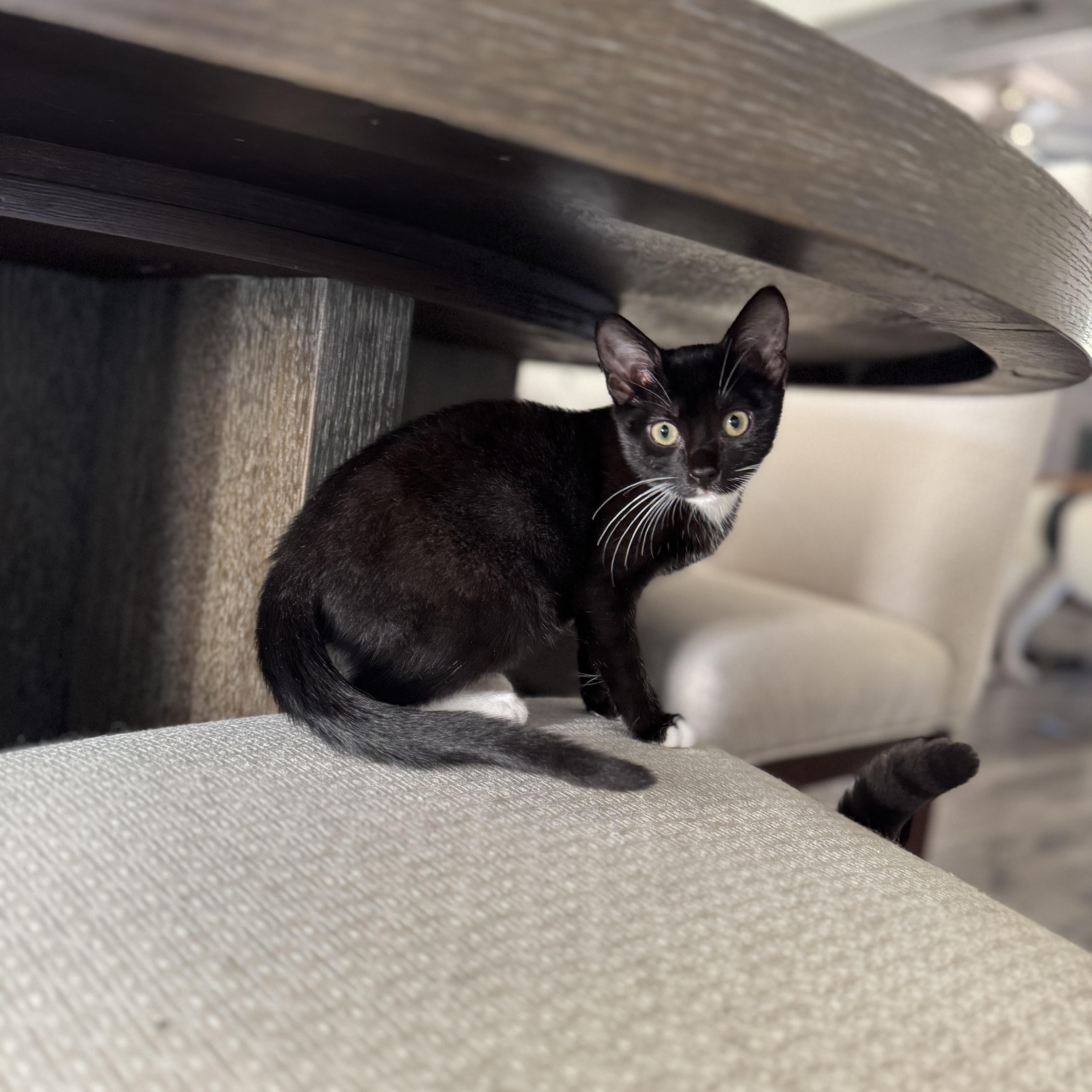 Celeste, Adoptable, Young Female Domestic Short Hair.