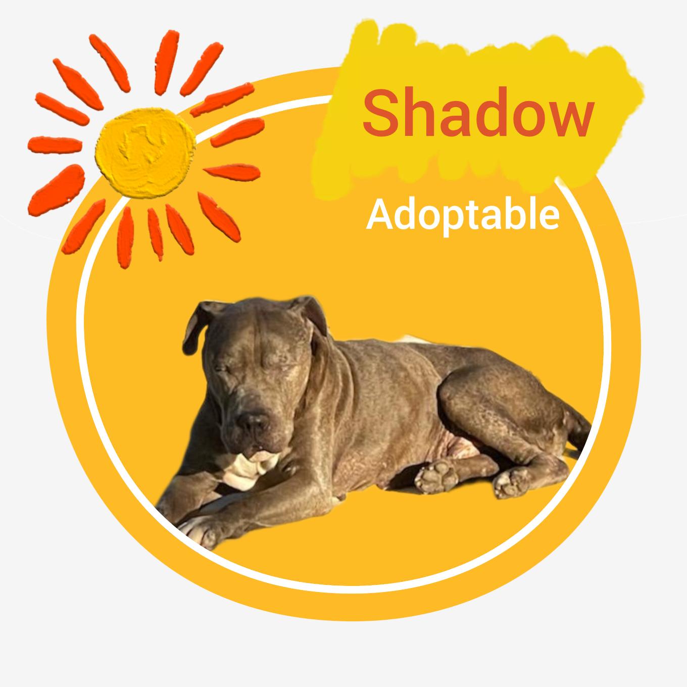 Shadow, Adoptable, Young Male American Staffordshire Terrier.