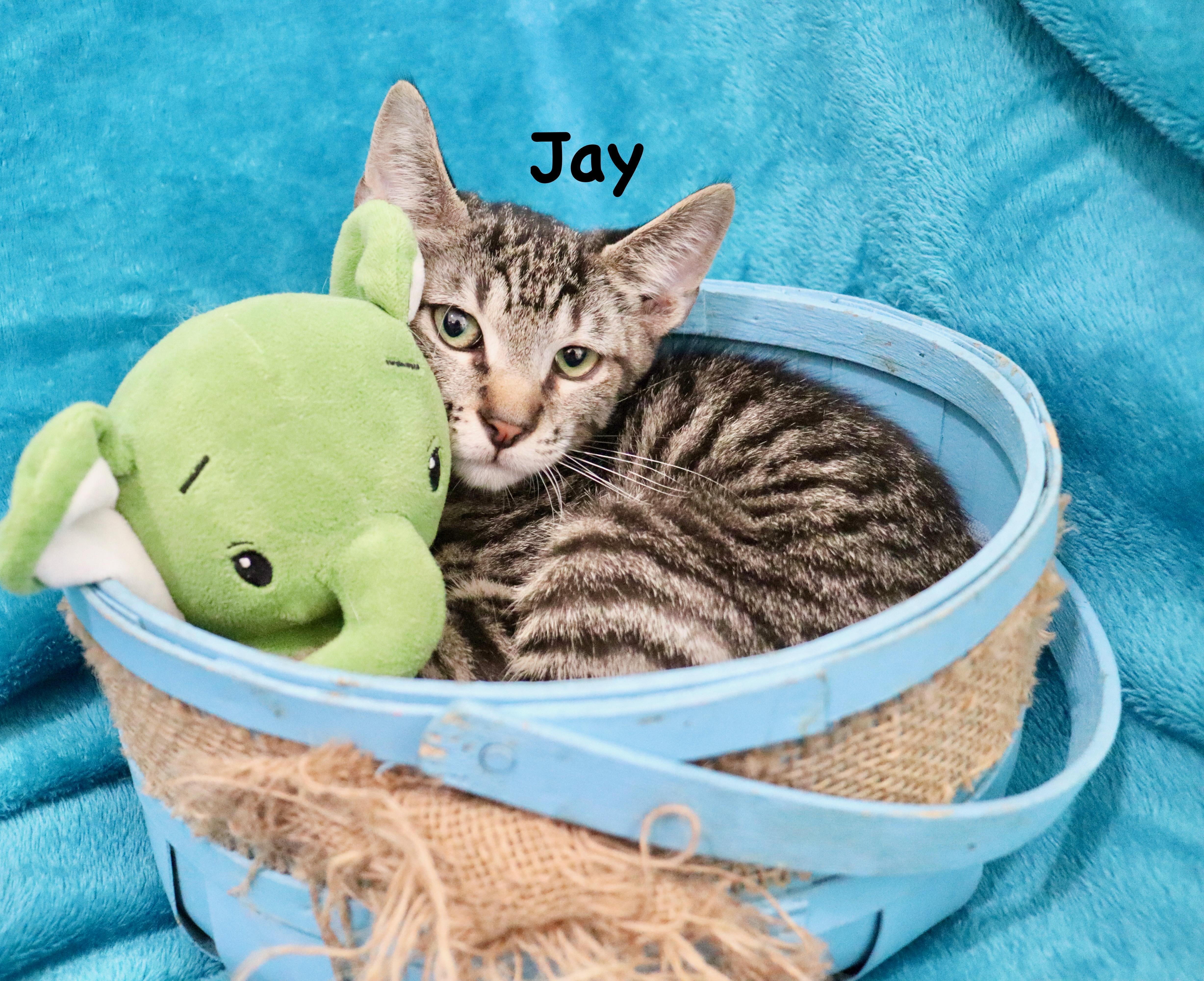 Jay thumbnail 3