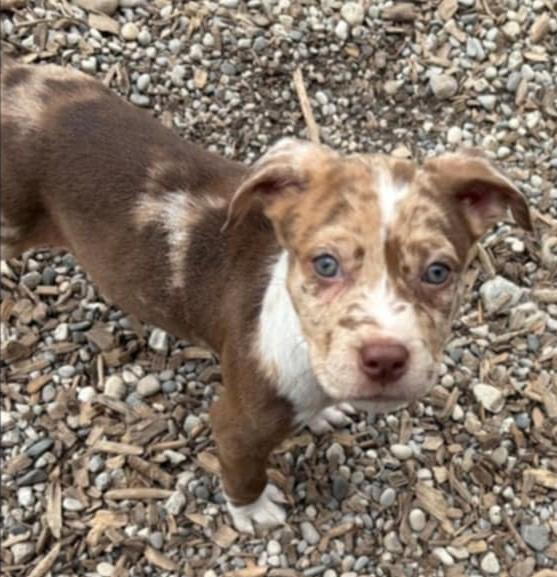 Cedar, Baby Female Australian Shepherd