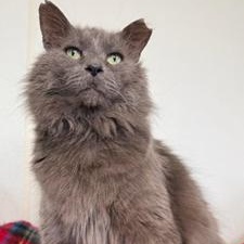 Enlarge Grayson, a ADOPTABLE Domestic Medium Hair in Greensburg, PA image 2/3