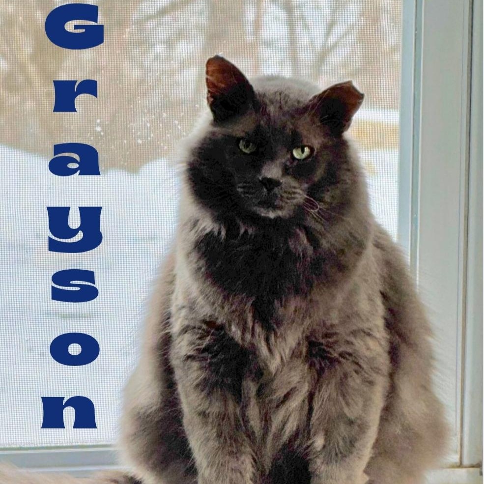 Enlarge Grayson, a ADOPTABLE Domestic Medium Hair in Greensburg, PA image 1/6