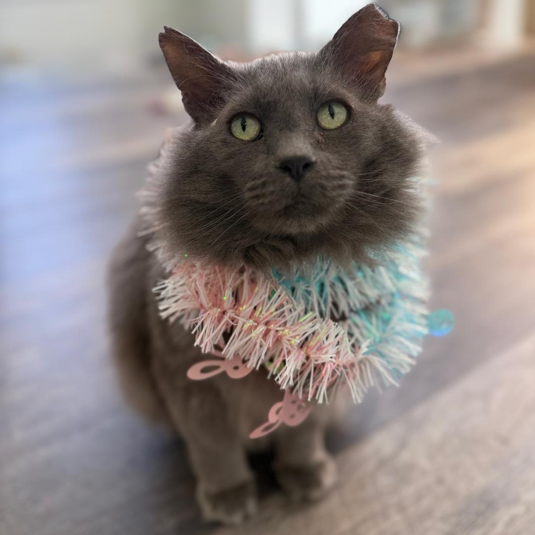 Enlarge Grayson, a ADOPTABLE Domestic Medium Hair in Greensburg, PA image 1/6