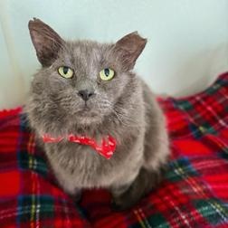 Enlarge Grayson, a ADOPTABLE Domestic Medium Hair in Greensburg, PA image 3/3