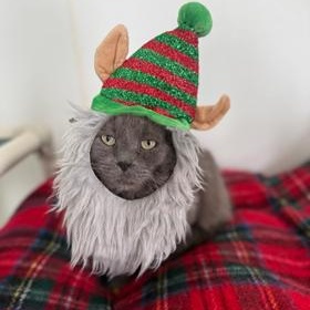 Grayson, ADOPTABLE, Adult Male Domestic Medium Hair.