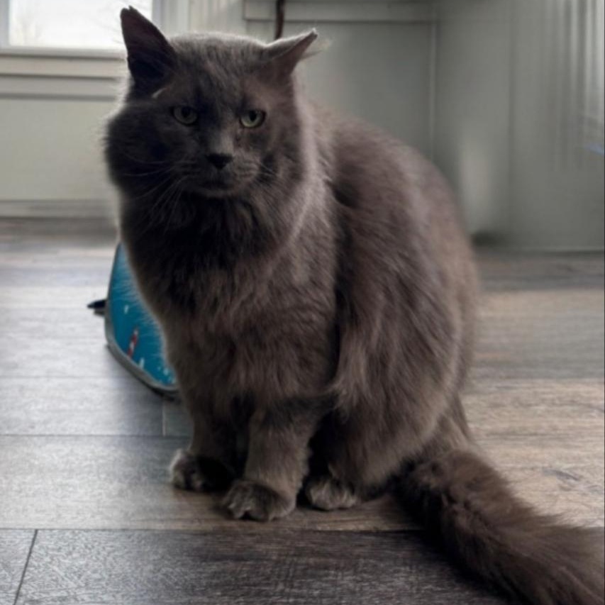 Enlarge Grayson, a ADOPTABLE Domestic Medium Hair in Greensburg, PA image 3/6