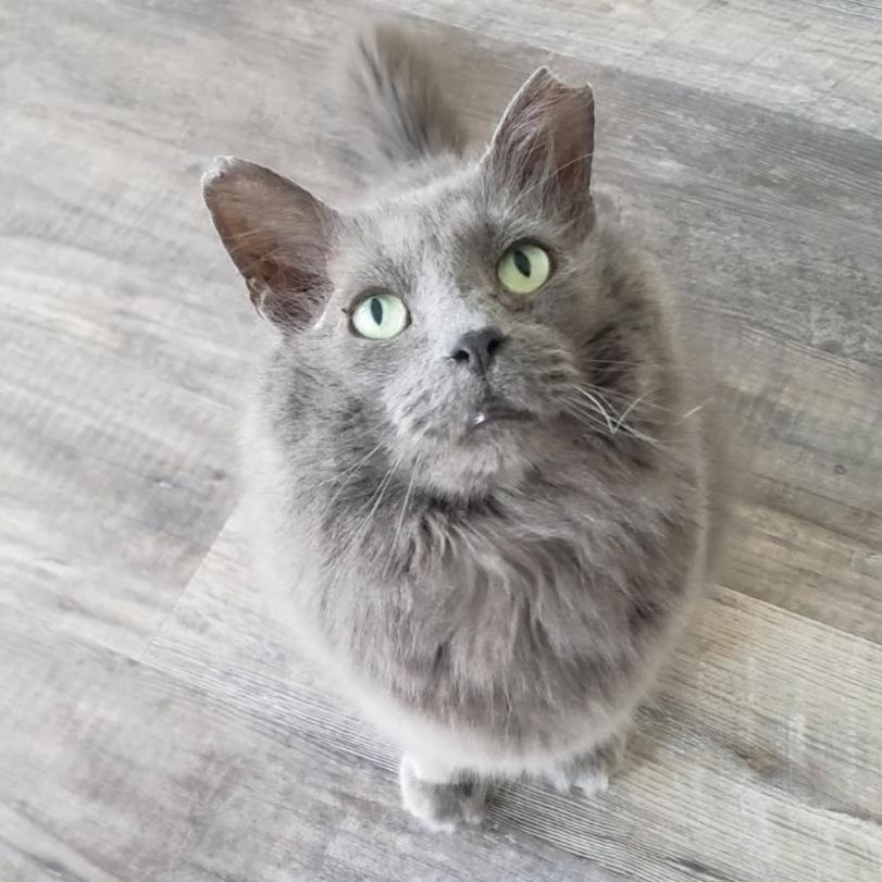 Enlarge Grayson, a ADOPTABLE Domestic Medium Hair in Greensburg, PA image 4/6