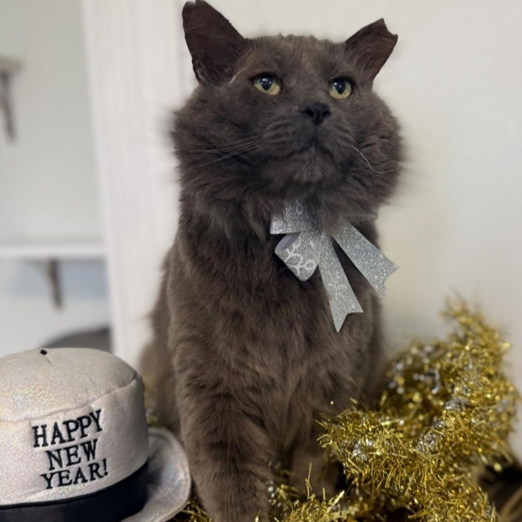 Enlarge Grayson, a ADOPTABLE Domestic Medium Hair in Greensburg, PA image 2/6