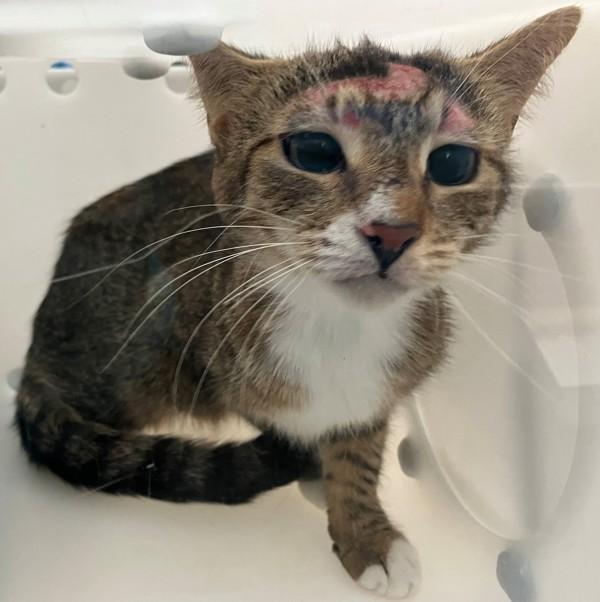 Morrigan, Adoptable, Young Female Domestic Short Hair.