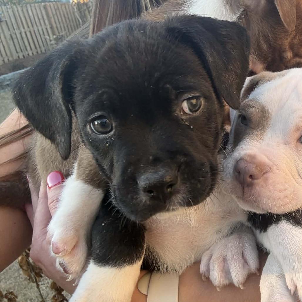 Evie, Adoptable, Puppy Female Pit Bull Terrier & Labrador Retriever.