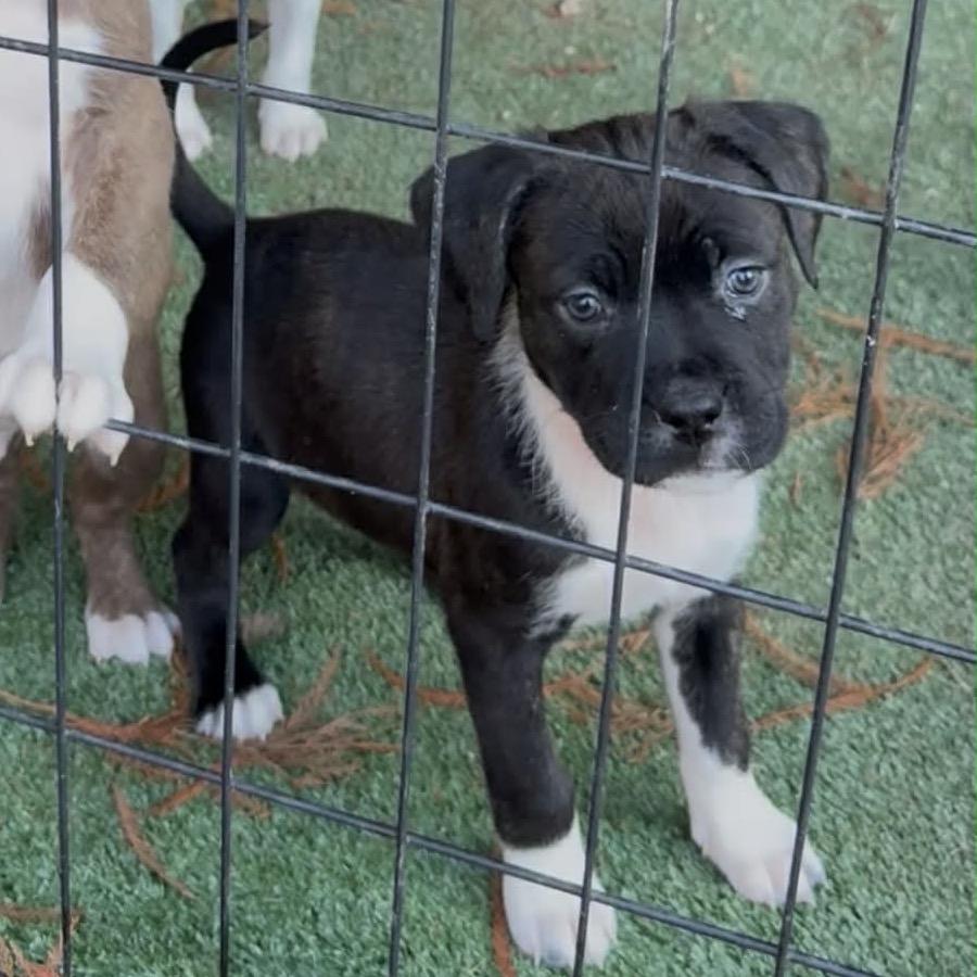 Enlarge Evie, a Adoptable mixed breed in Griswold, CT image 2/6