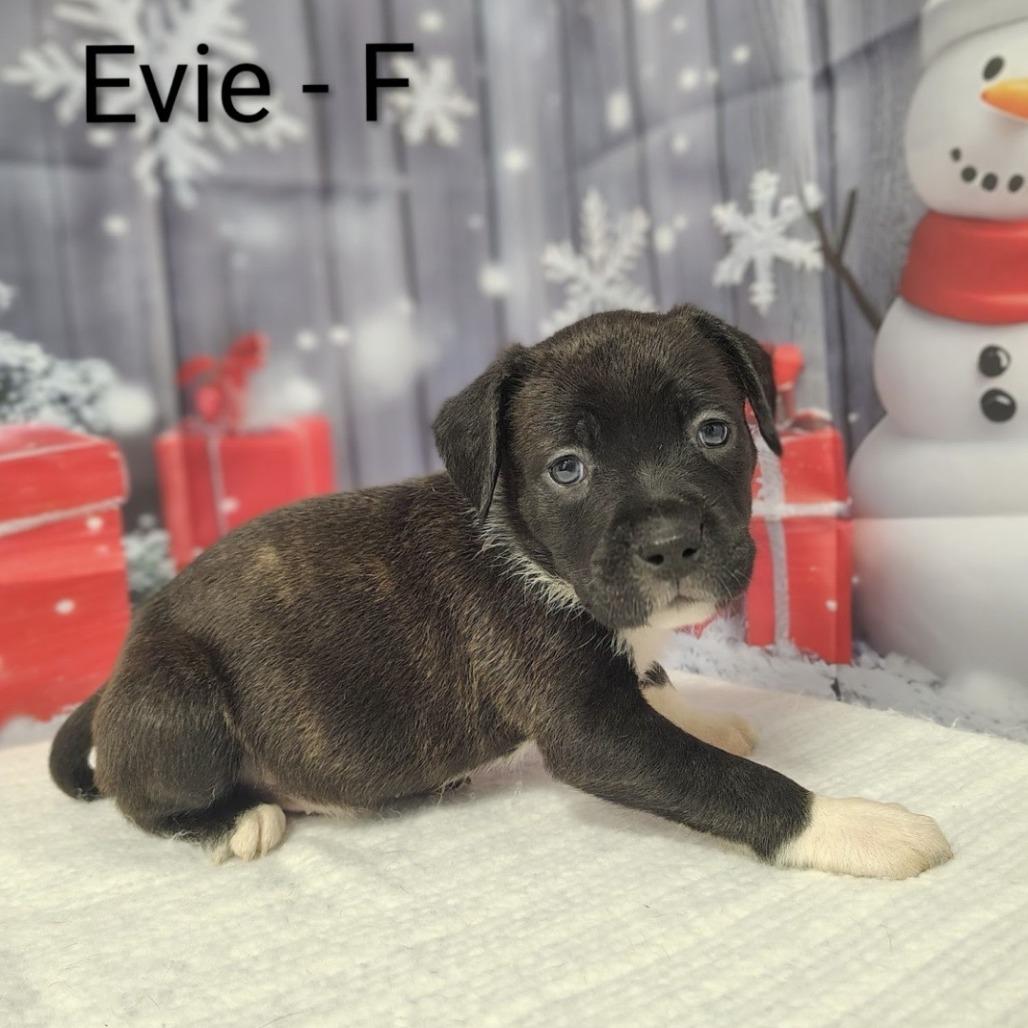 Enlarge Evie, a Adoptable mixed breed in Griswold, CT image 3/6