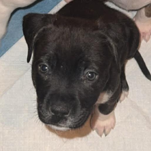 Enlarge Evie, a Adoptable mixed breed in Griswold, CT image 4/6