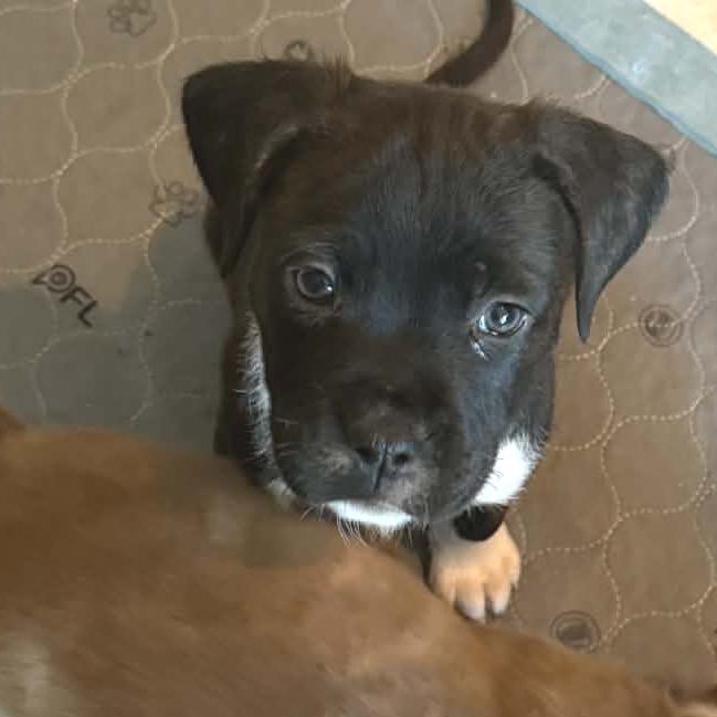 Enlarge Evie, a Adoptable mixed breed in Griswold, CT image 5/6