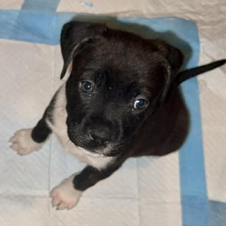 Enlarge Evie, a Adoptable mixed breed in Griswold, CT image 6/6