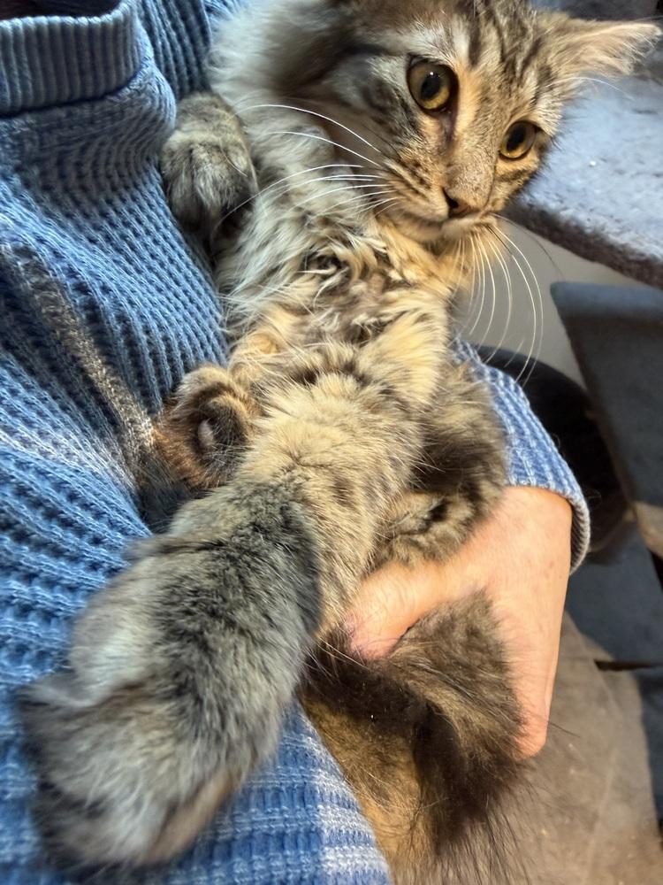 Schitt's Creek: Roland Schitt, a Adoptable mixed breed in Warren, CT image 3/6