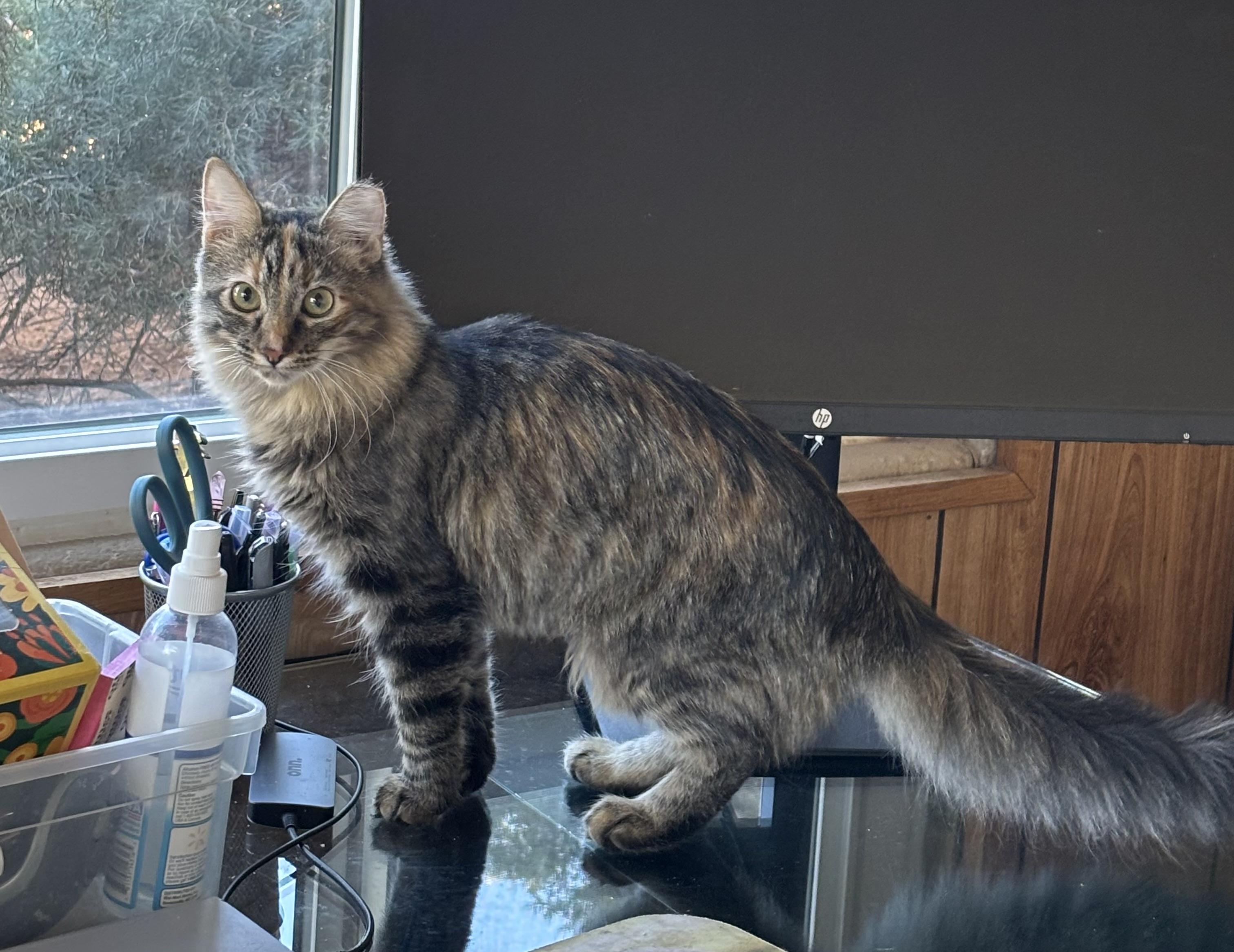 Princess Leia (call or text Maia 928-282-2604), a ADOPTABLE Domestic Medium Hair in Sedona, AZ image 1/3