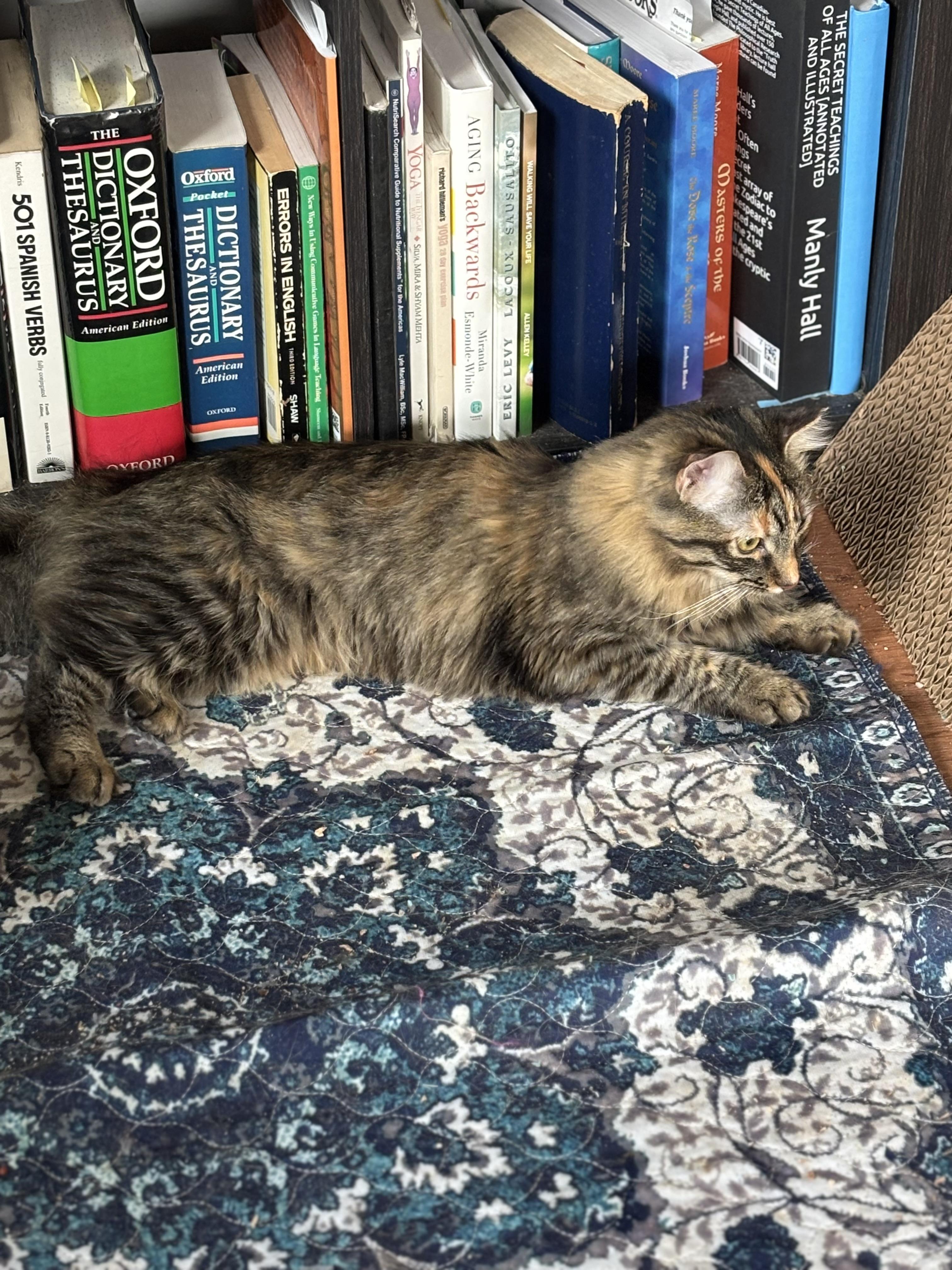 Princess Leia (call or text Maia 928-282-2604), a ADOPTABLE Domestic Medium Hair in Sedona, AZ image 2/3