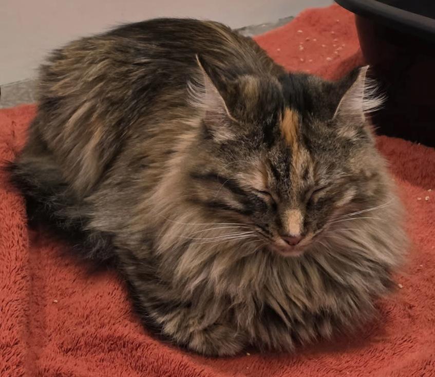 Princess Leia (call or text Maia 928-282-2604), a ADOPTABLE Domestic Medium Hair in Sedona, AZ image 3/6