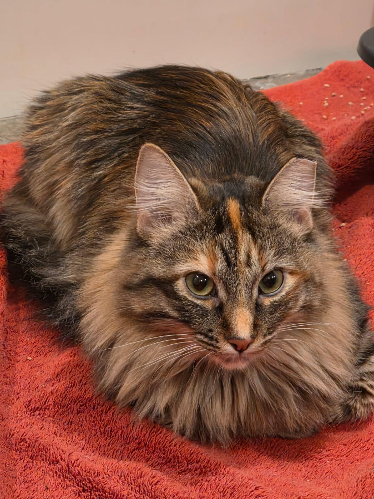 Princess Leia (call or text Maia 928-282-2604), a ADOPTABLE Domestic Medium Hair in Sedona, AZ image 1/6