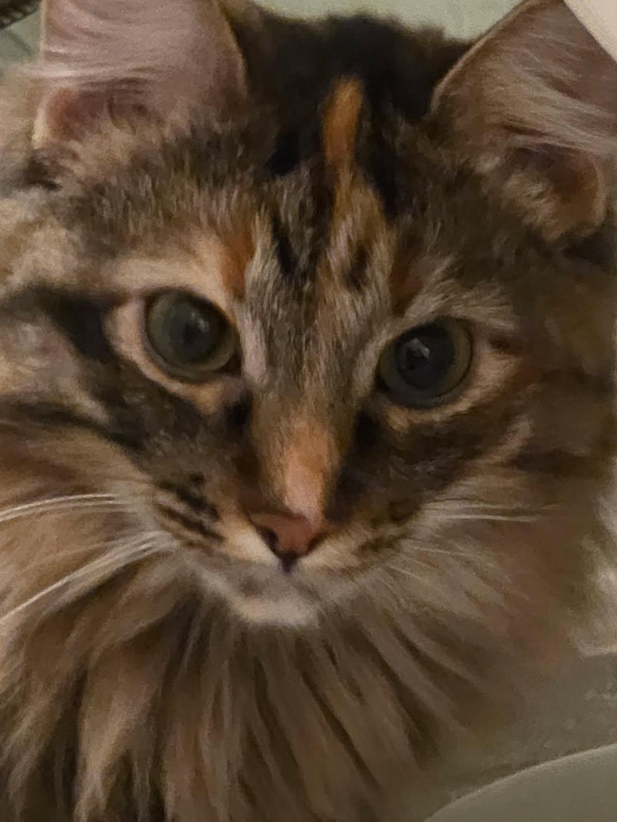 Princess Leia (call or text Maia 928-282-2604), a ADOPTABLE Domestic Medium Hair in Sedona, AZ image 5/6