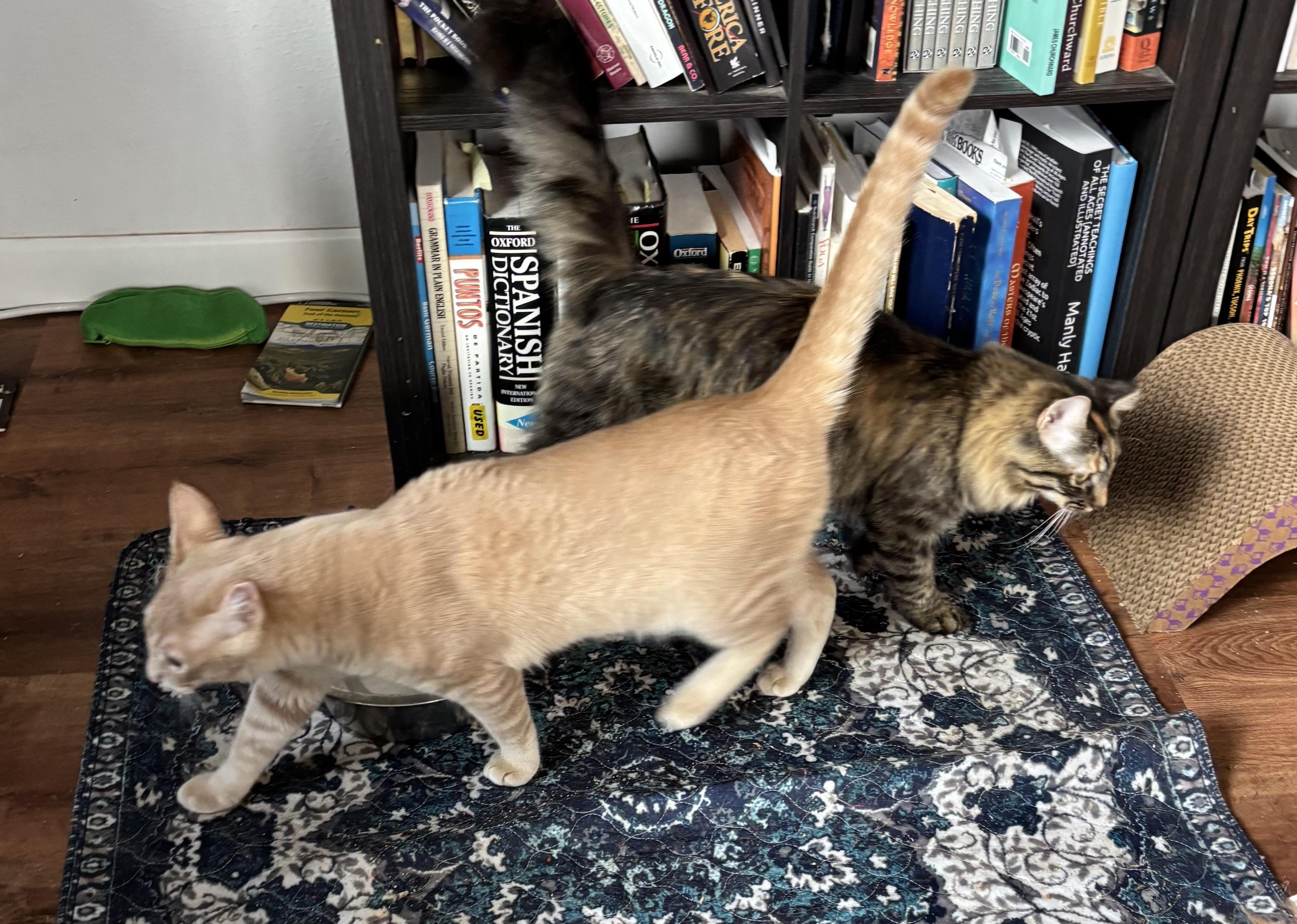 Princess Leia (call or text Maia 928-282-2604), a ADOPTABLE Domestic Medium Hair in Sedona, AZ image 3/3