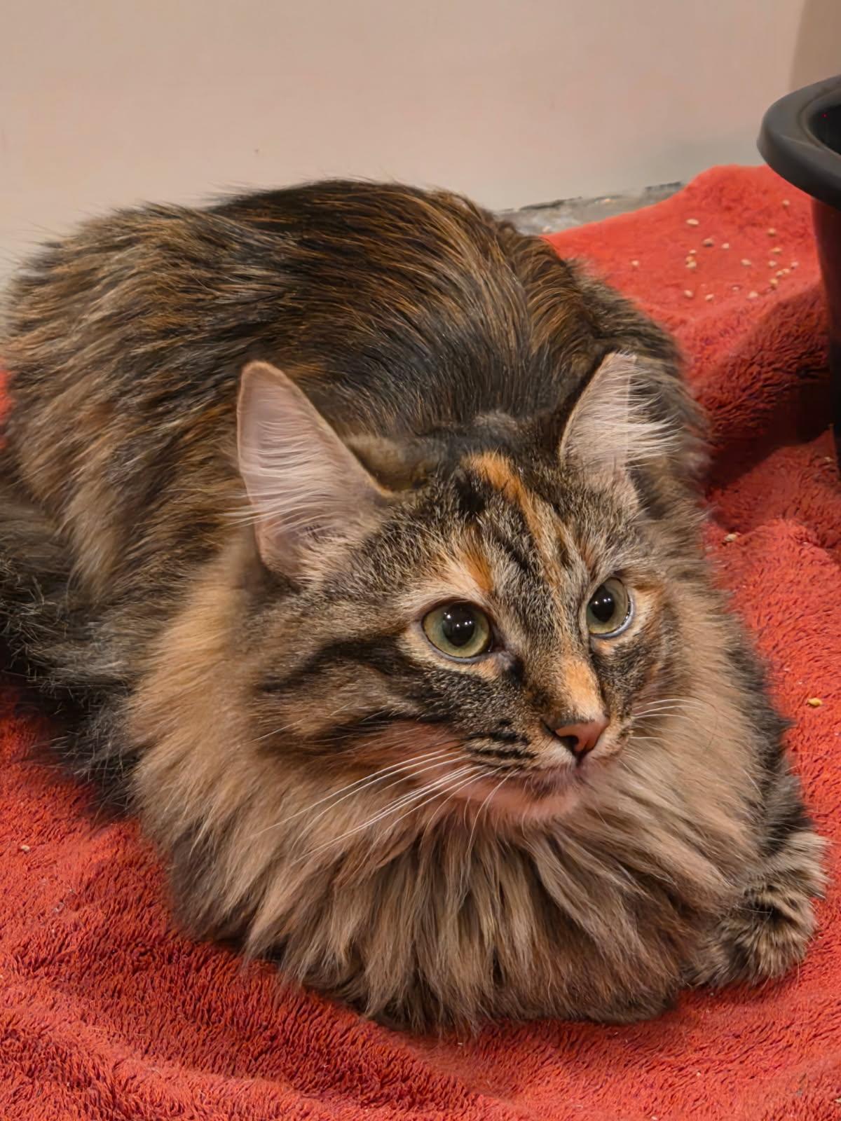 Princess Leia (call or text Maia 928-282-2604), a ADOPTABLE Domestic Medium Hair in Sedona, AZ image 2/6