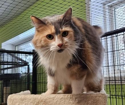 Precious, Adoptable, Adult Female Domestic Long Hair.