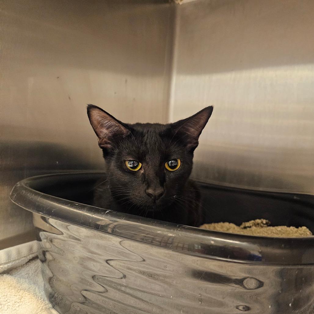 Posey, Adoptable, Young Female Domestic Short Hair.