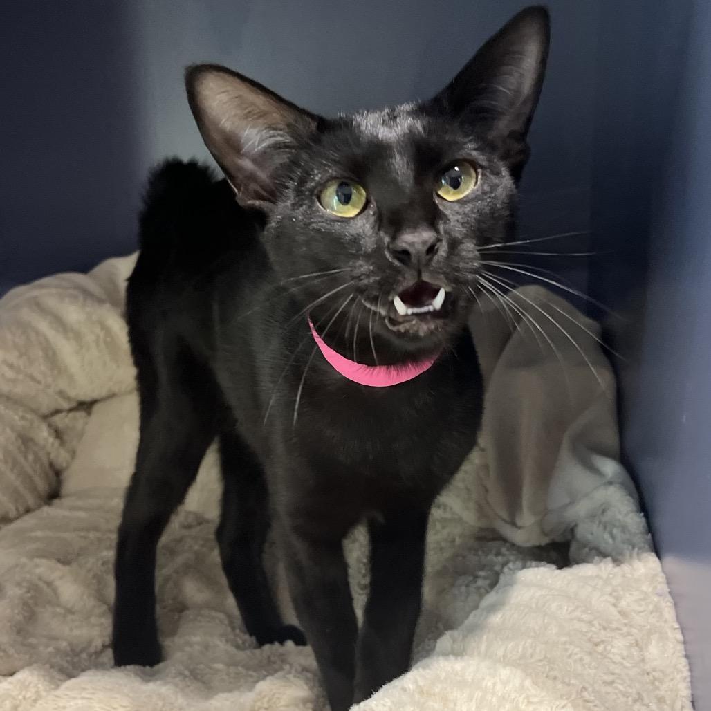 Enlarge Posey, a Adoptable Domestic Short Hair in Englewood, FL image 2/4