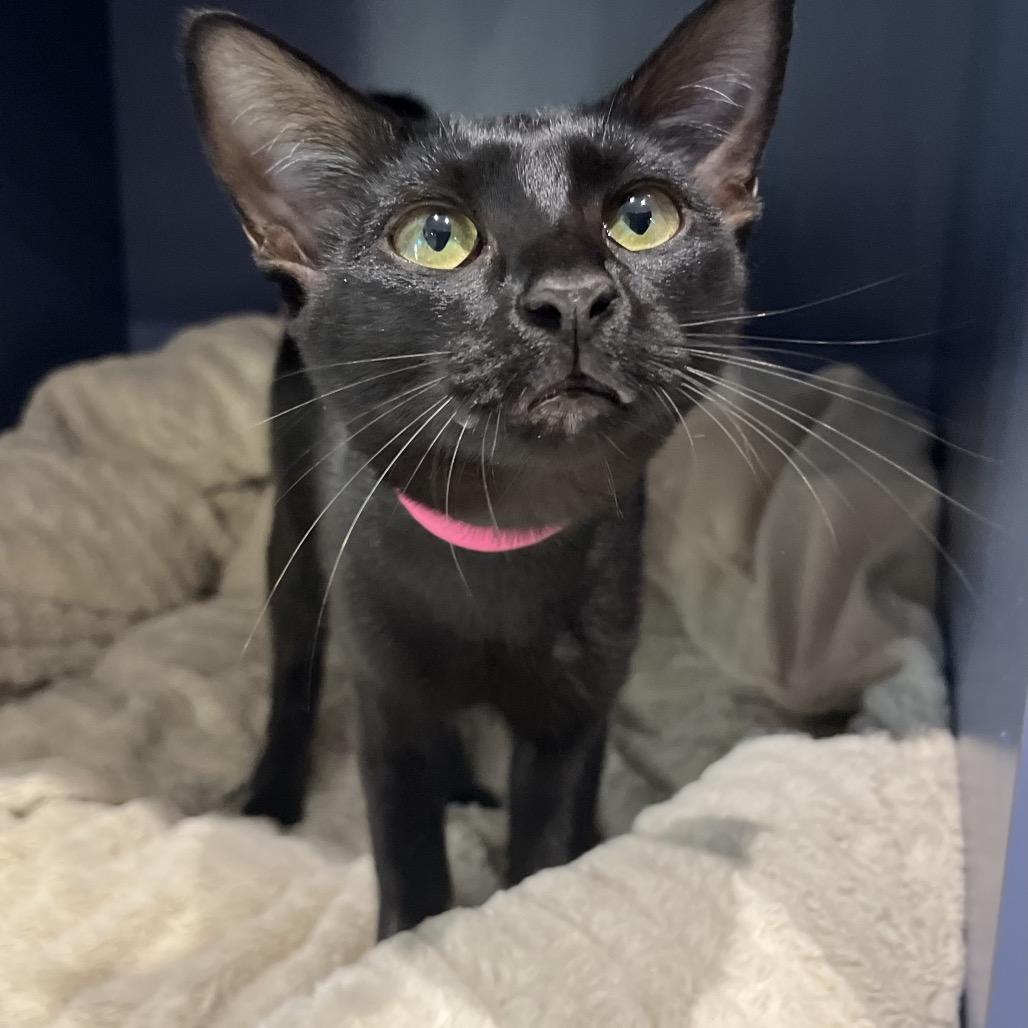 Enlarge Posey, a Adoptable Domestic Short Hair in Englewood, FL image 3/4