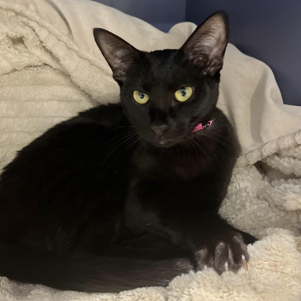 Enlarge Posey, a Adoptable Domestic Short Hair in Englewood, FL image 4/4