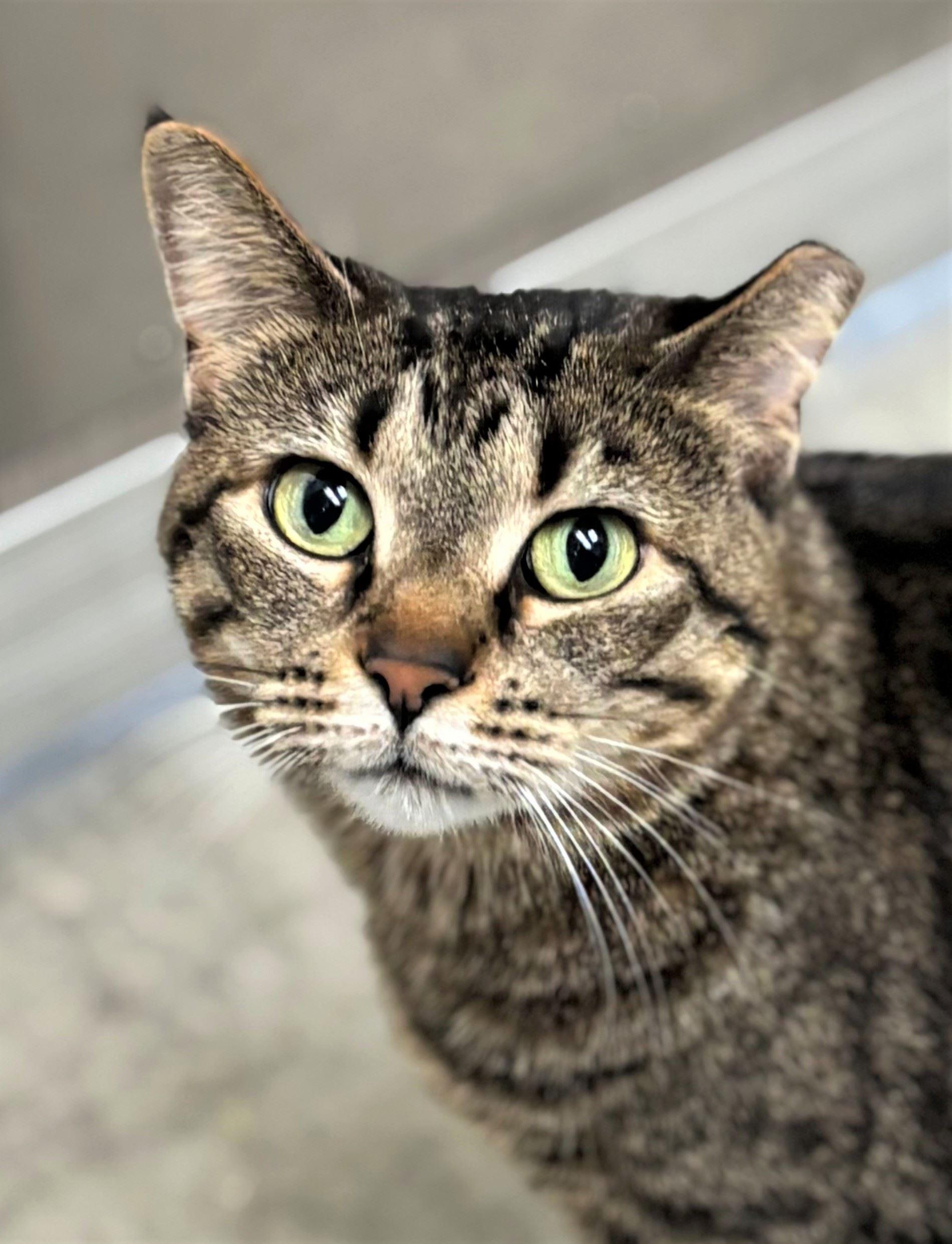 Enlarge Thermos, a ADOPTABLE Domestic Short Hair in Iowa City, IA image 1/2