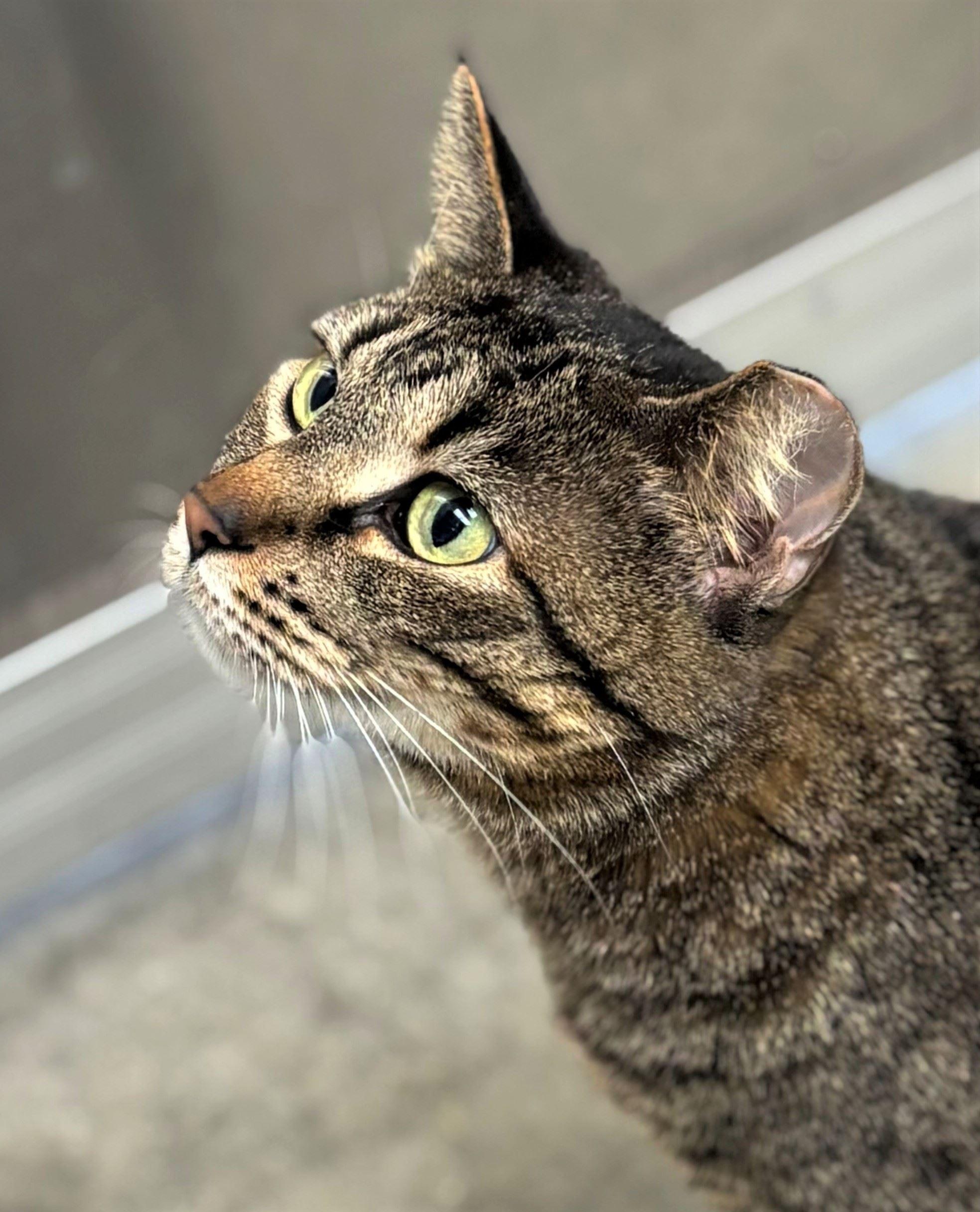 Enlarge Thermos, a ADOPTABLE Domestic Short Hair in Iowa City, IA image 2/2