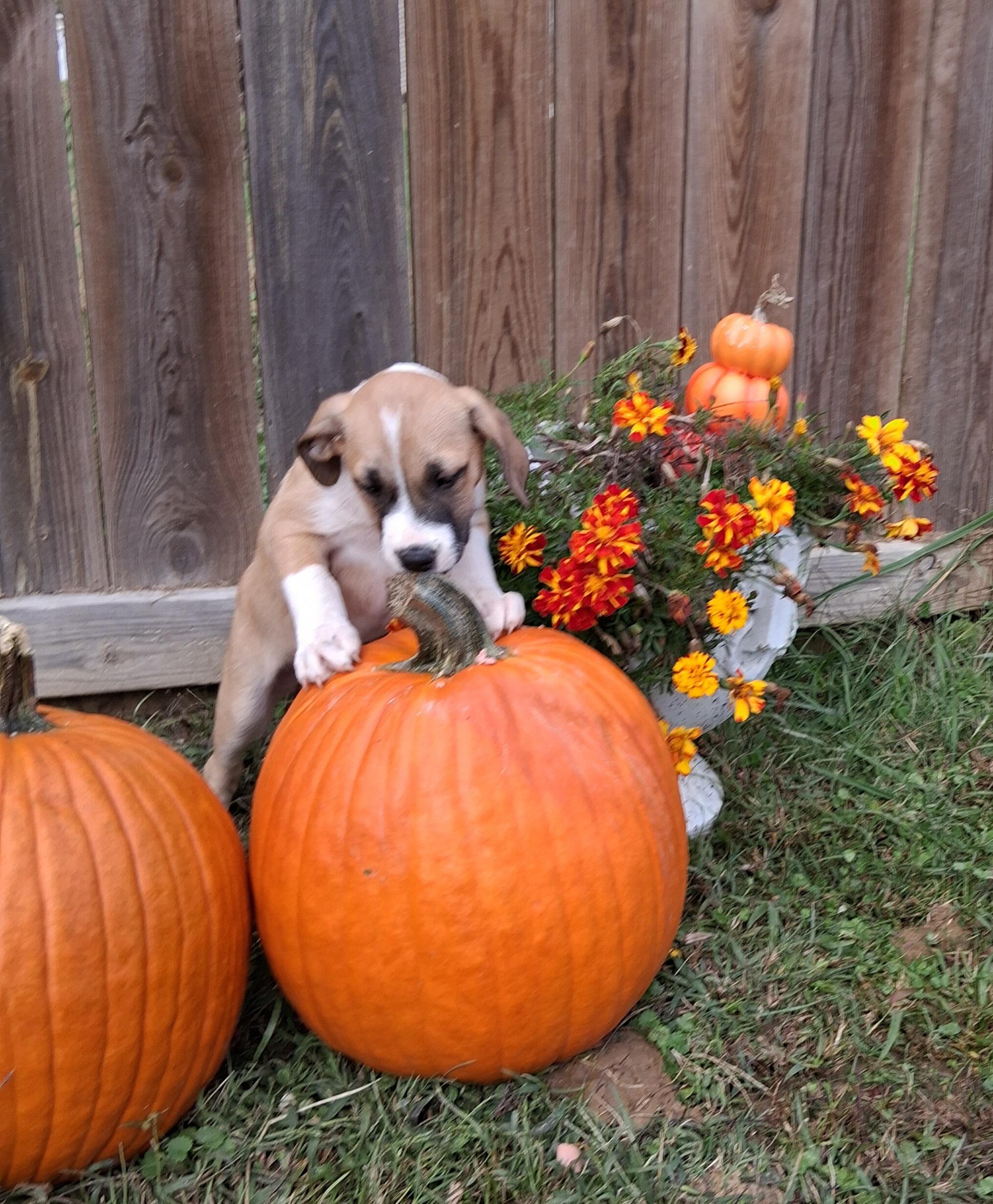 Enlarge Rosie, a Adoptable mixed breed in Louisville, KY image 1/3