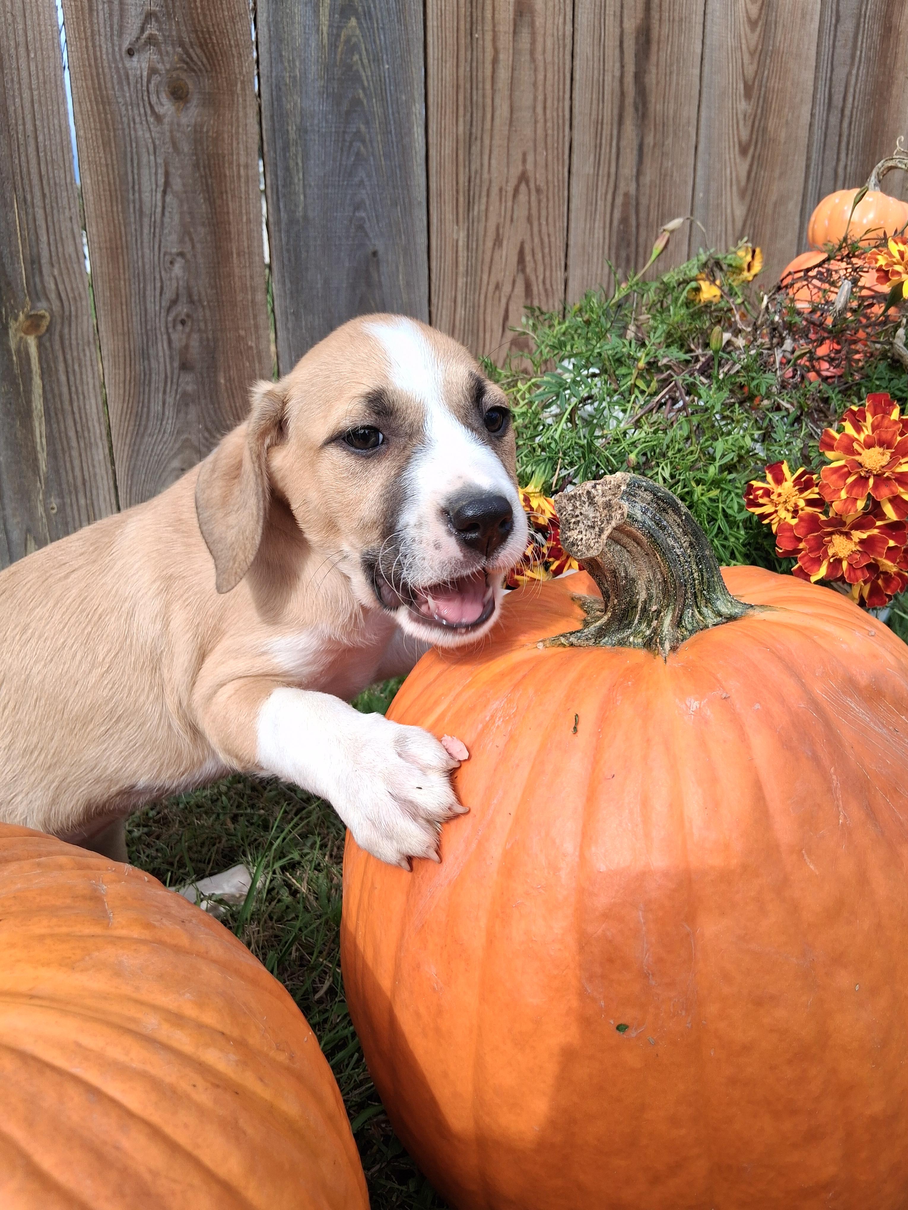Enlarge Rosie, a Adoptable mixed breed in Louisville, KY image 2/3