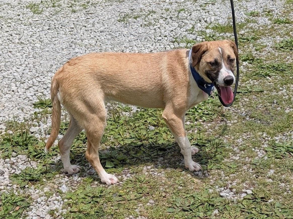 Enlarge Rosie, a Adoptable mixed breed in Louisville, KY image 5/5