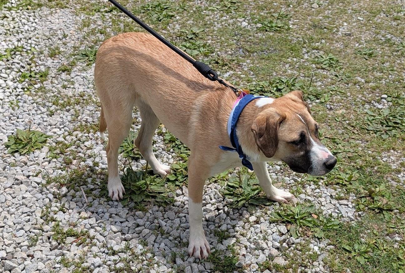 Enlarge Rosie, a Adoptable mixed breed in Louisville, KY image 2/5