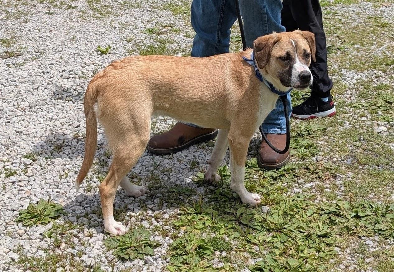 Enlarge Rosie, a Adoptable mixed breed in Louisville, KY image 4/5