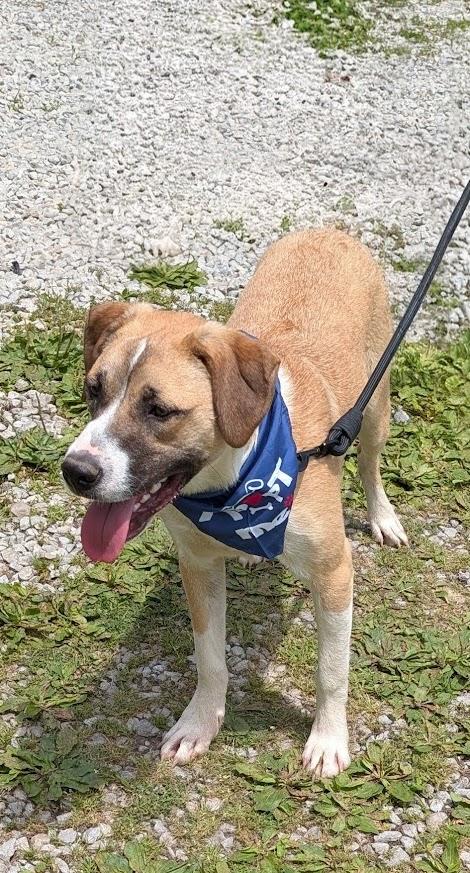 Enlarge Rosie, a Adoptable mixed breed in Louisville, KY image 3/5