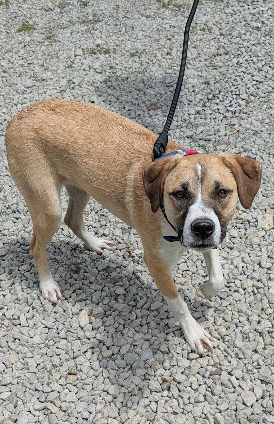 Enlarge Rosie, a Adoptable mixed breed in Louisville, KY image 1/5
