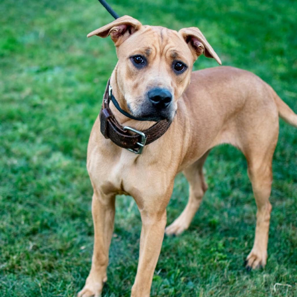 Roo 108, a Adoptable mixed breed in Canastota, NY image 1/2
