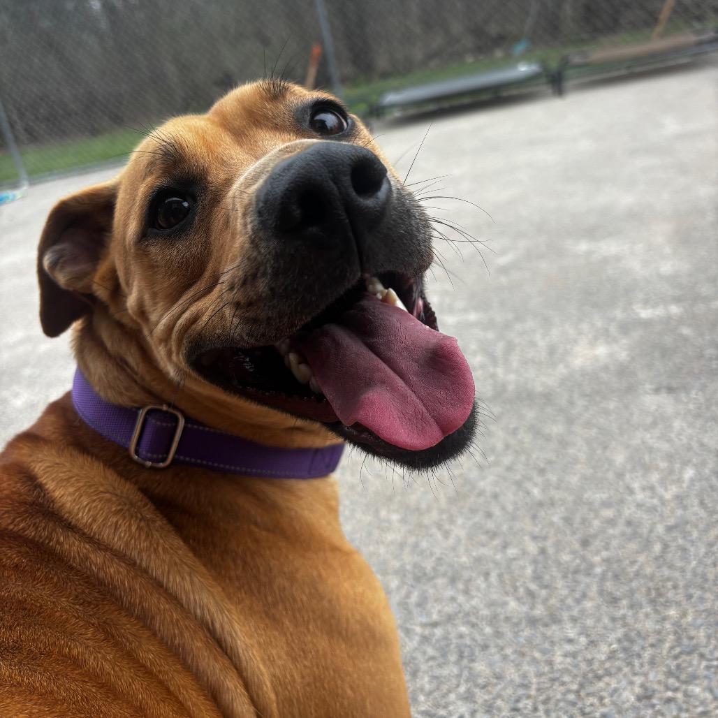 Enlarge Roo 108, a Adoptable mixed breed in Canastota, NY image 2/4