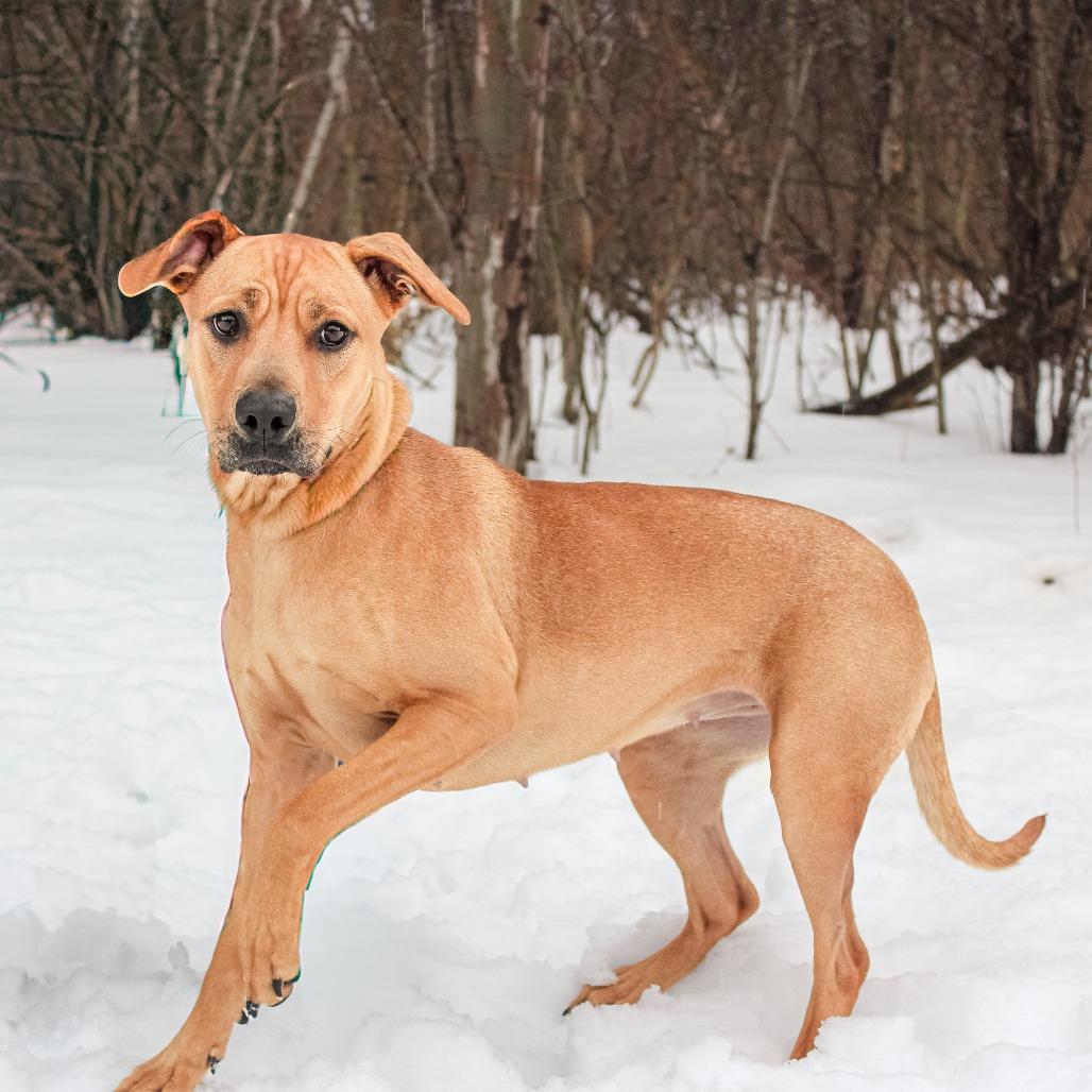 Roo 108, Adoptable, Adult Female Boxer & Pit Bull Terrier.